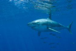 Great White @ Guadalupe by Andy Lerner 